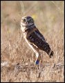 _2SB6750 burrowing owl
